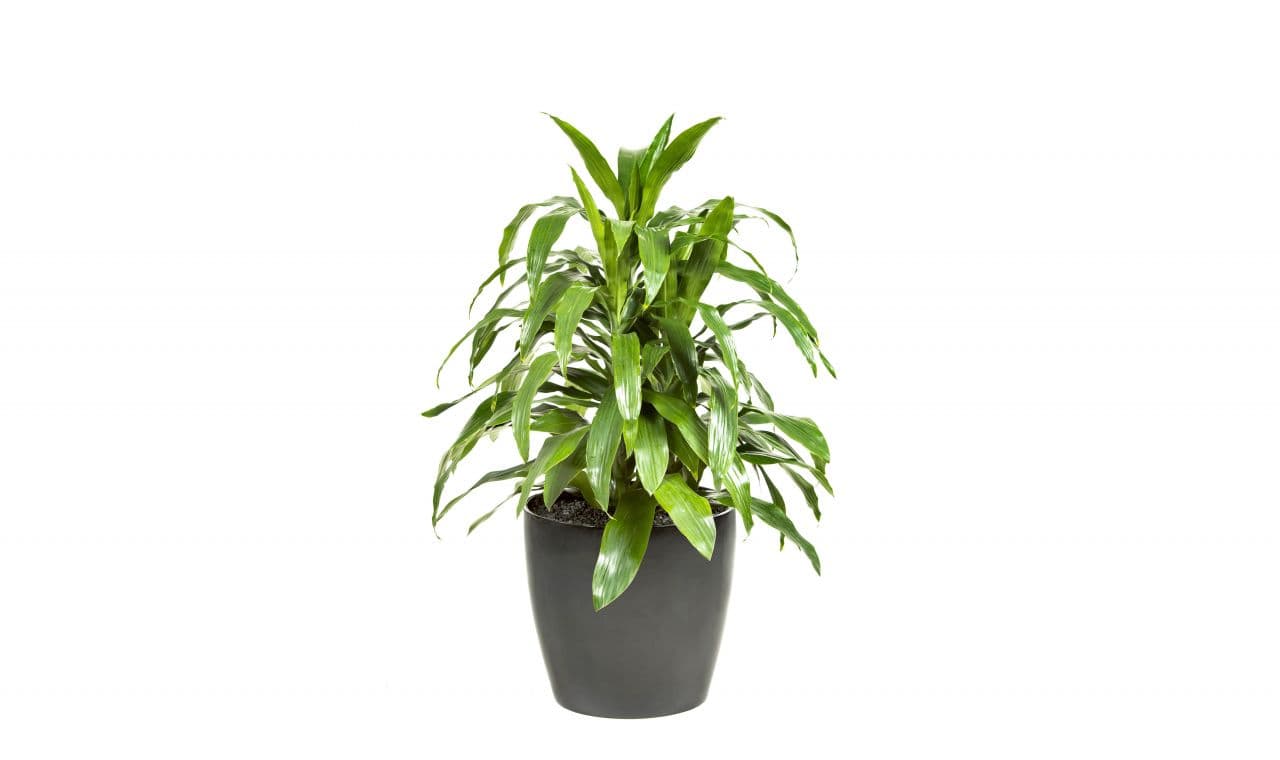 Dracaena Janet Craig