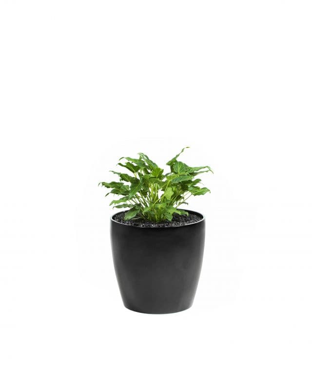 Philodendron Xanadu