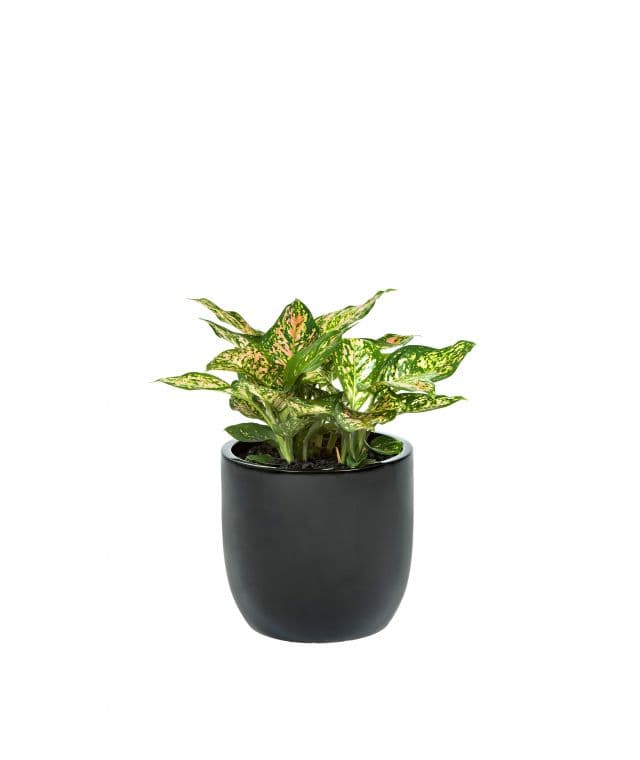Aglaonema Pink Dalmatian