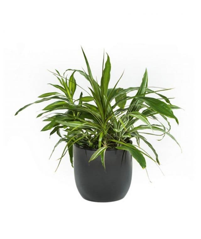 Mixed Foliage