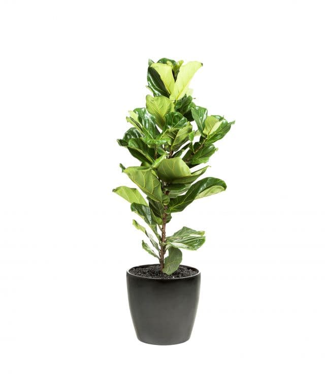 Fiddle Leaf Fig