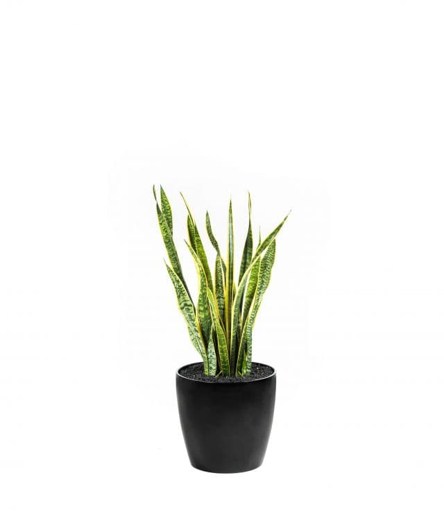 Snake Plant