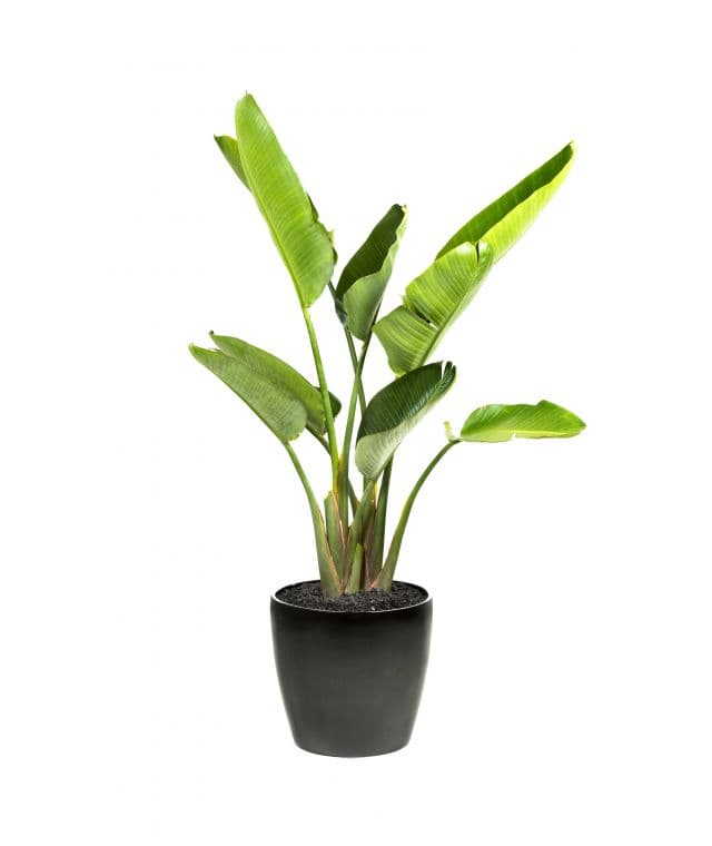 Bird of Paradise
